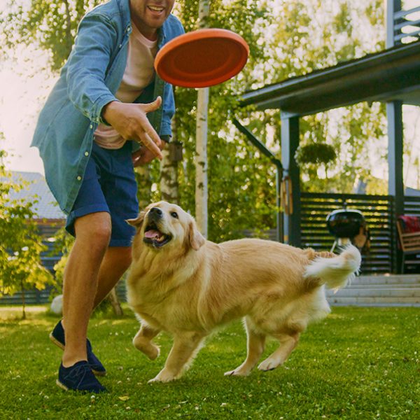 dis-dog dis-dog