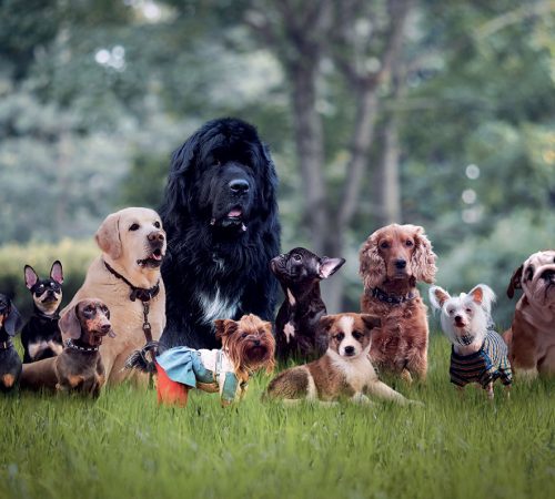 evento_riproduzione_cane