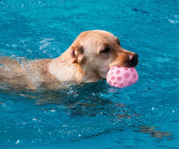 piscina piscina