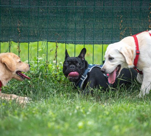 puppyclass
