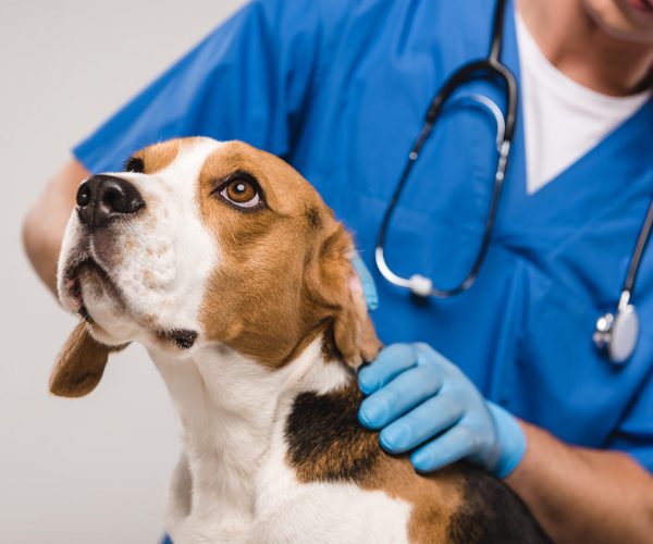 veterinario veterinario